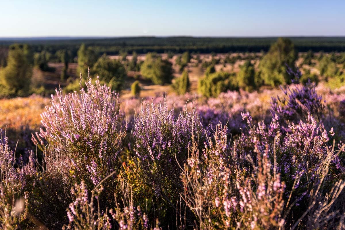 Naturpark Lüneburger Heide