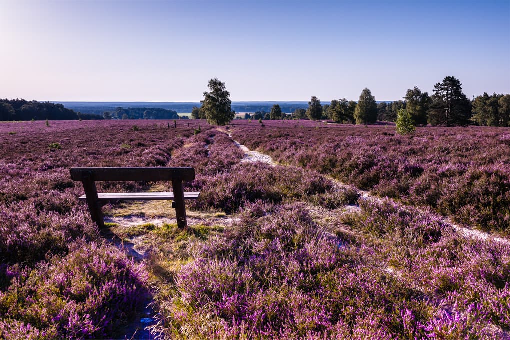 Heidschnuckenweg in der Lüneburger Heide