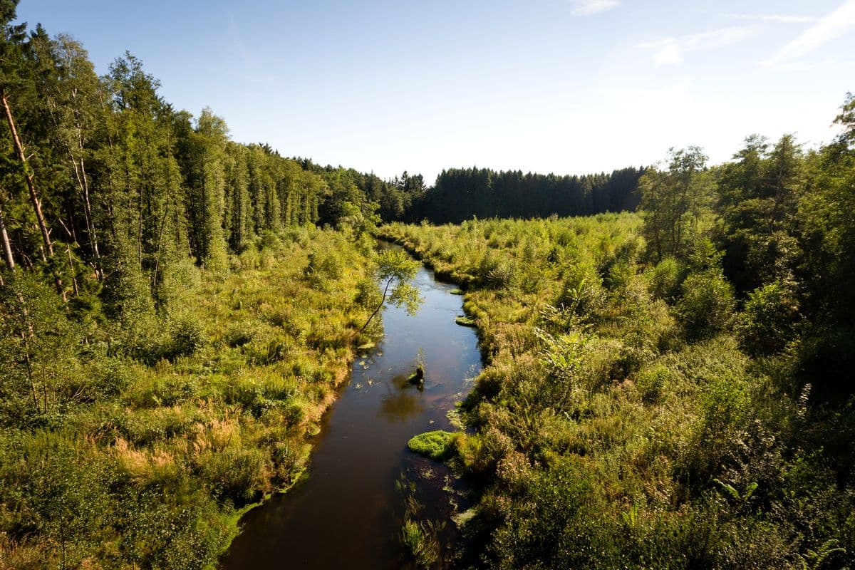 Die Örtze im Naturpark Südheide