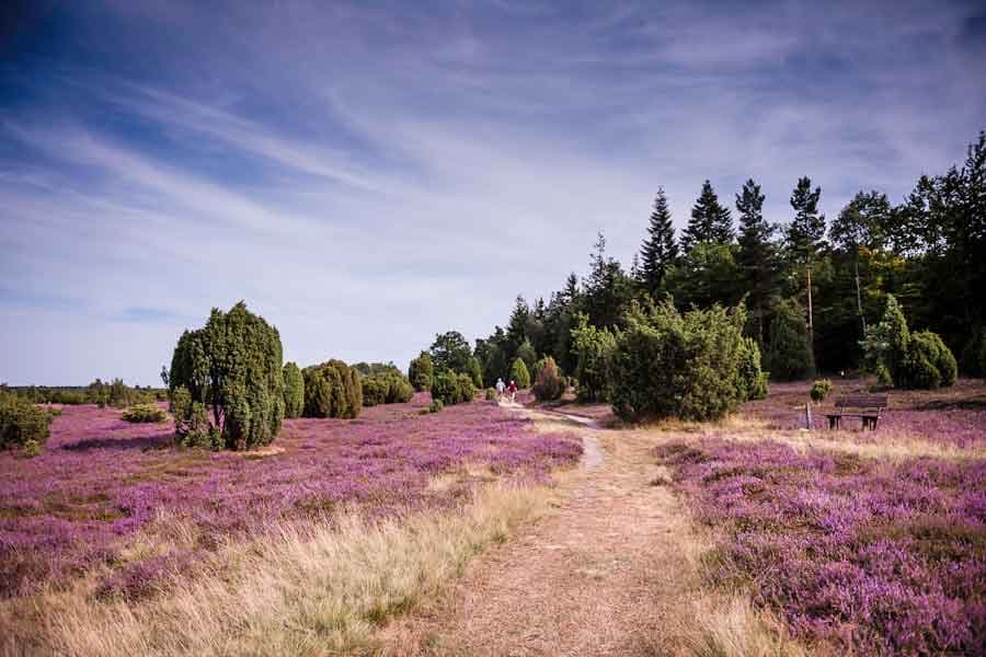 Eimke: Ellerndorf Juniper Heath