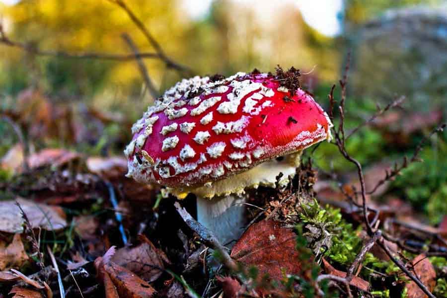 Ellerndorfer Wacholderheide im Herbst