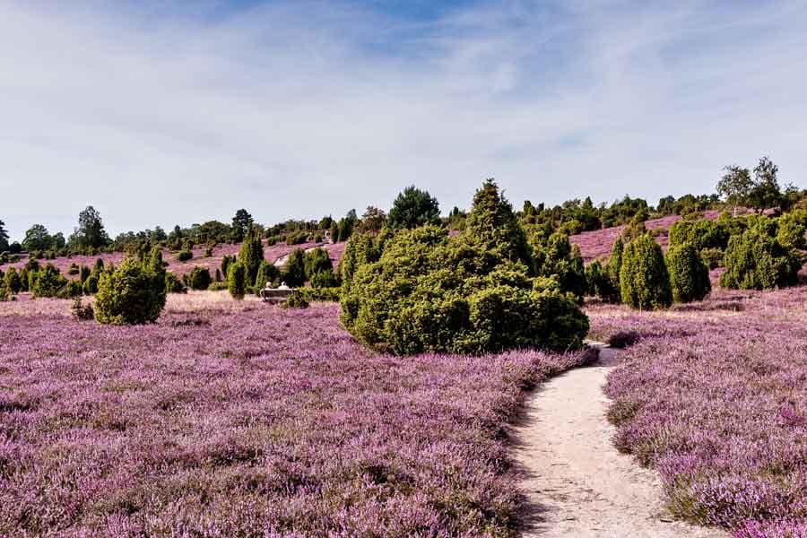 Ellerndorfer Wacholderheide im Landkreis Uelzen