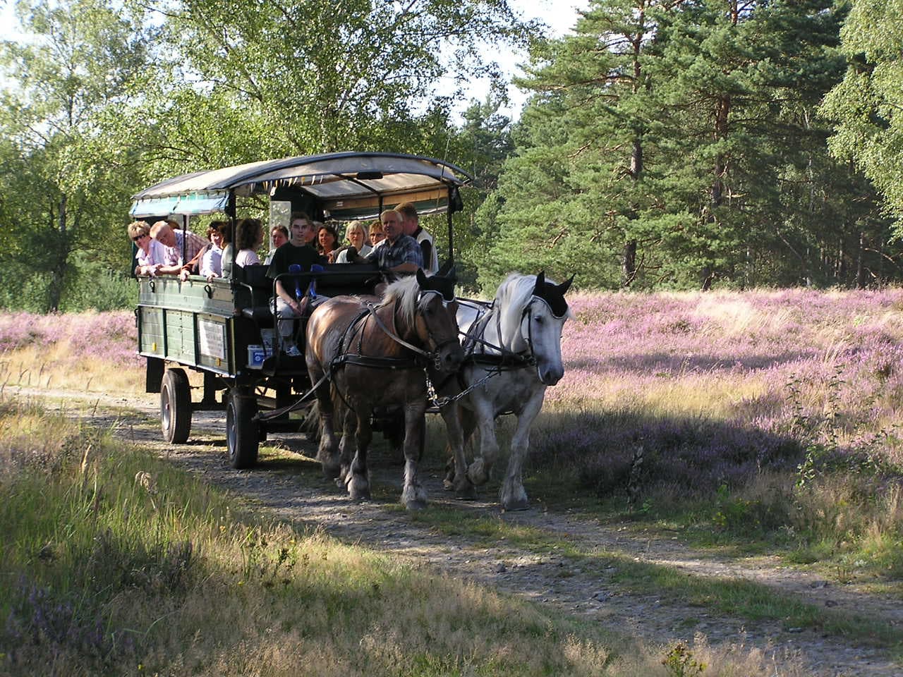 Kutsche in Bad Bodenteich