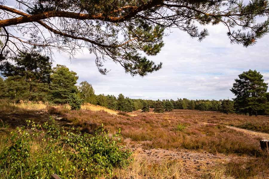 Moos in der Bad Bodenteicher Heide