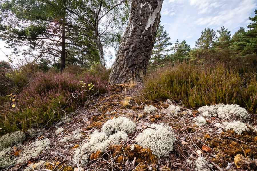 Moos in der Bad Bodenteicher Heide