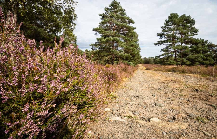 Bad Bodenteicher Heide