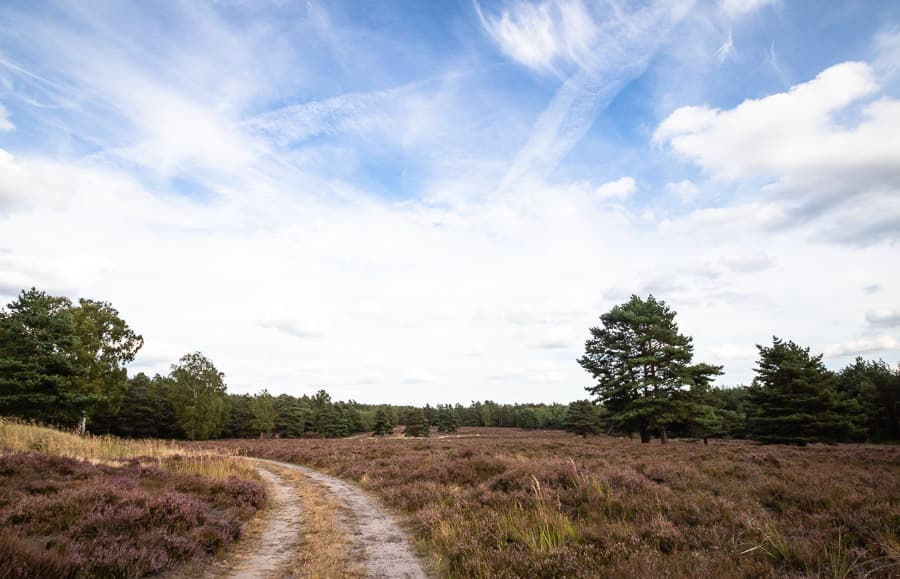 Heide in Bad Bodenteich