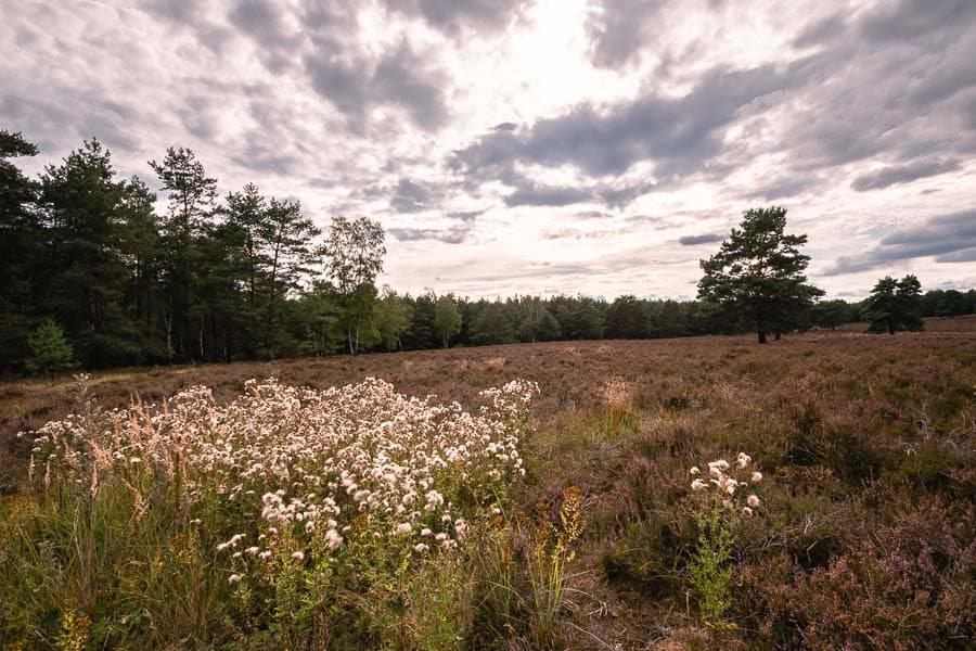 Bad Bodenteicher Heide