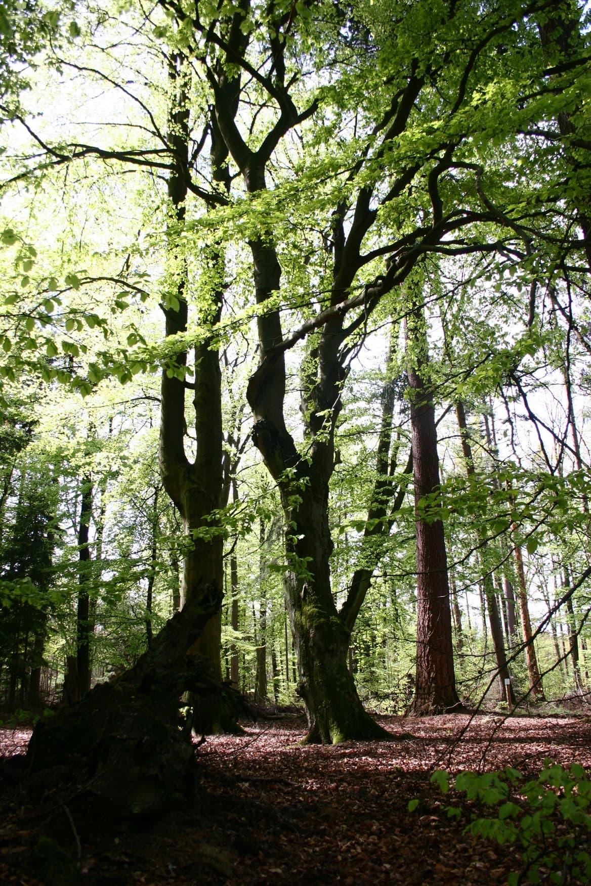 blauer Pfad