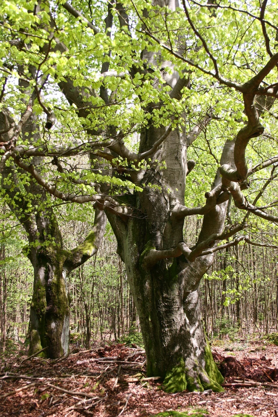 blauer Waldpfad in Lintzel