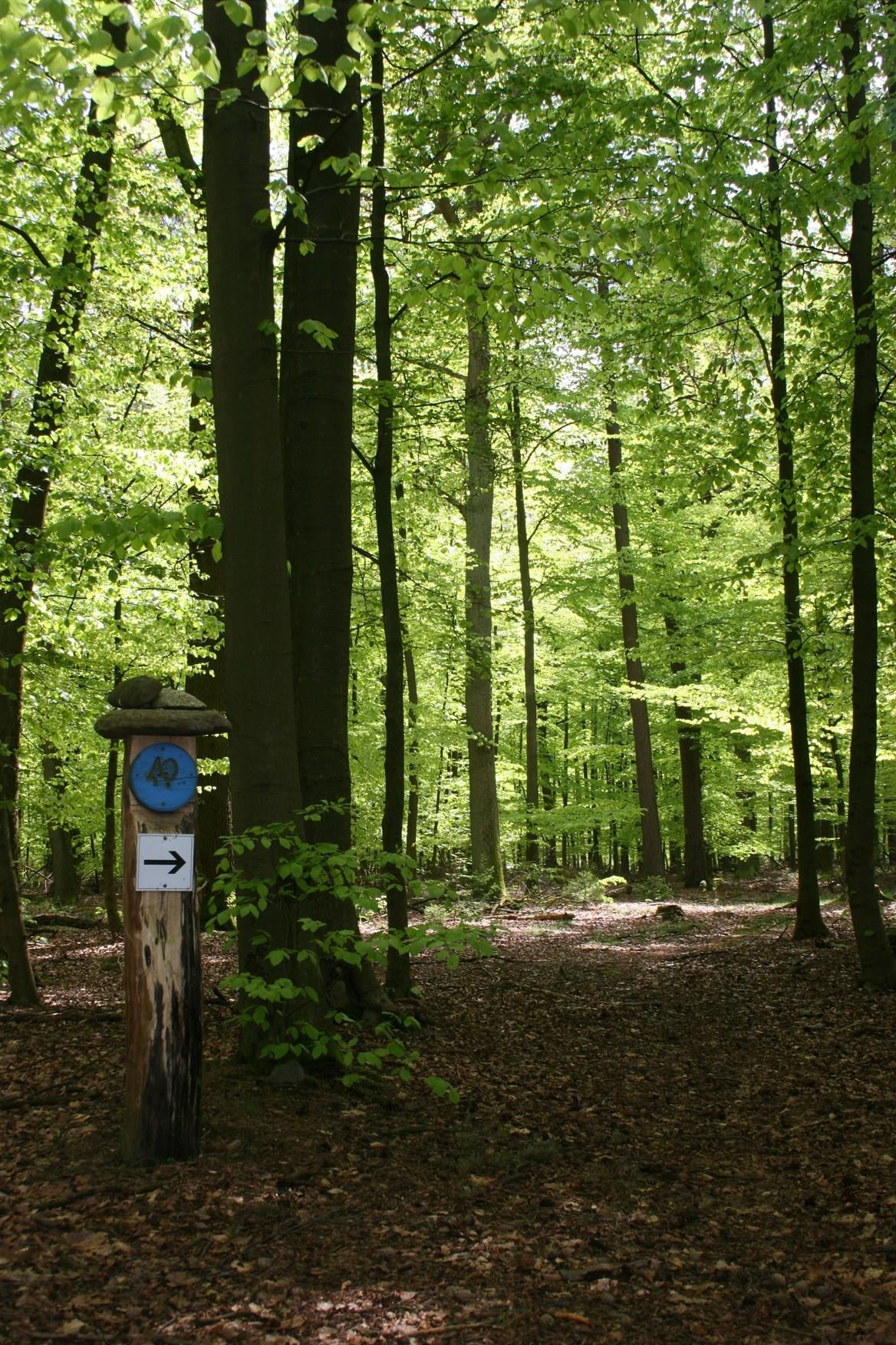 blauer Waldpfad in Lintzel