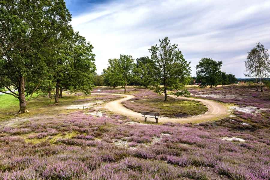 die osterheide ist ein tolles wandergebiet bei schneverdingen