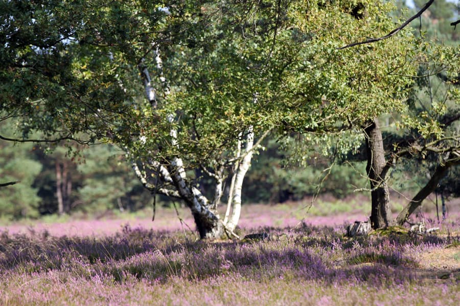 Osterheide Schneverdingen