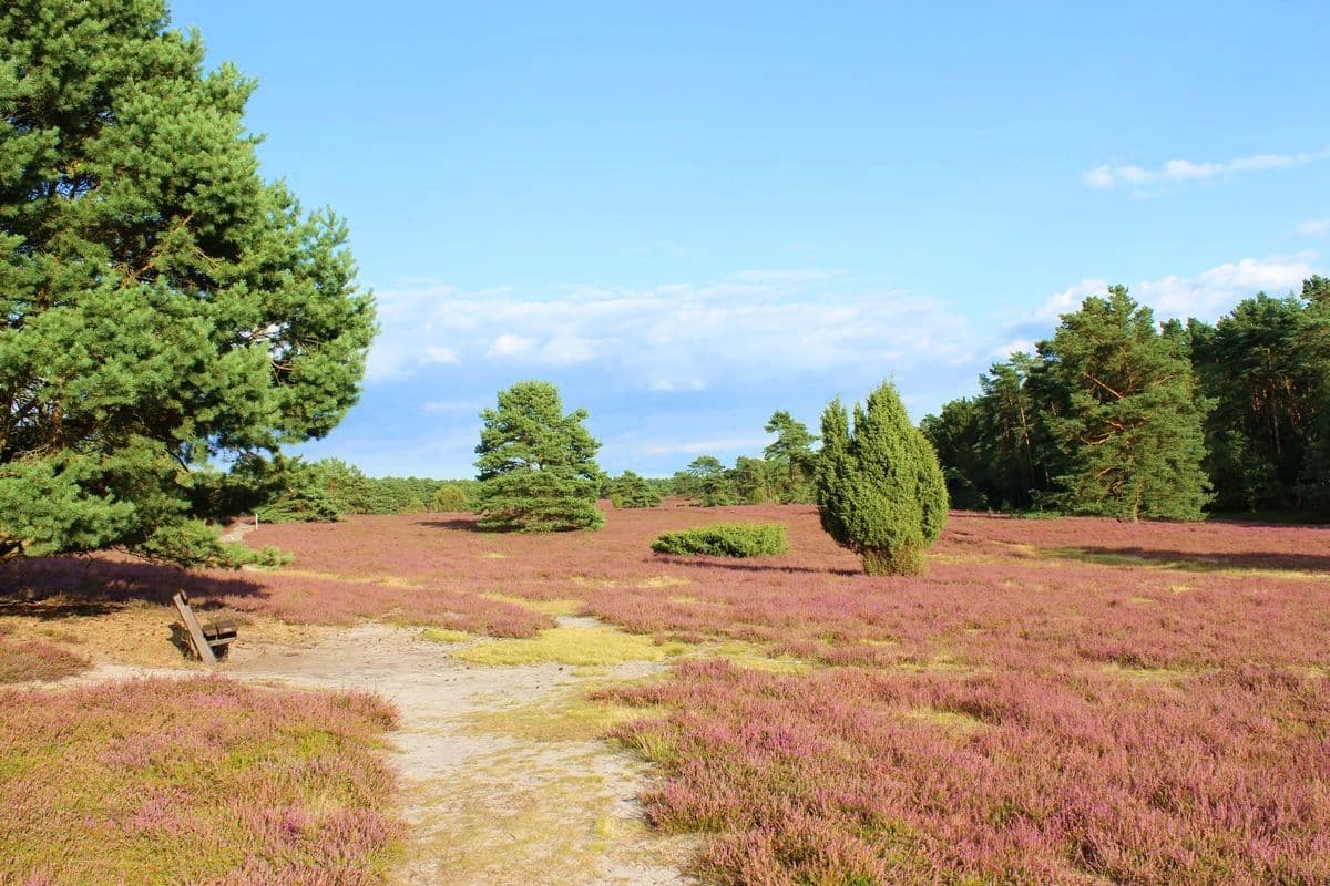 Misselhorner Heide bei Hermannsburg