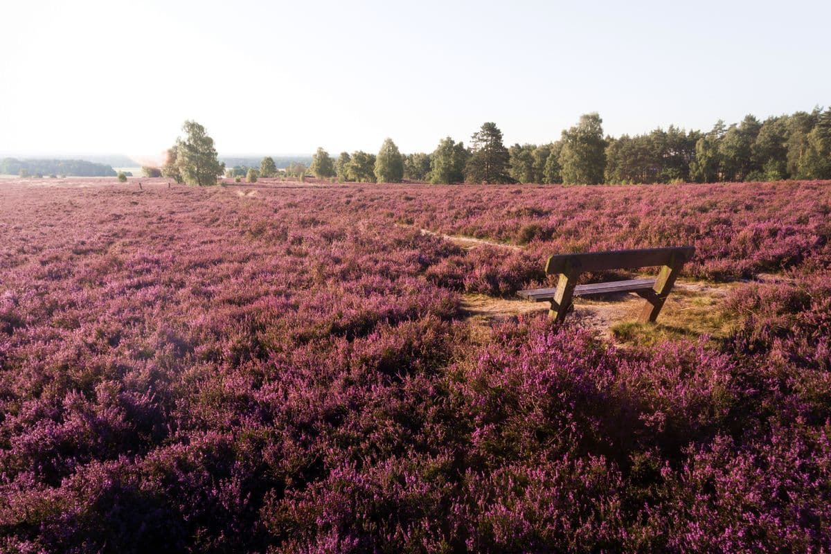 Heidefläche am Wietzer Berg zur Zeit der Heideblüte