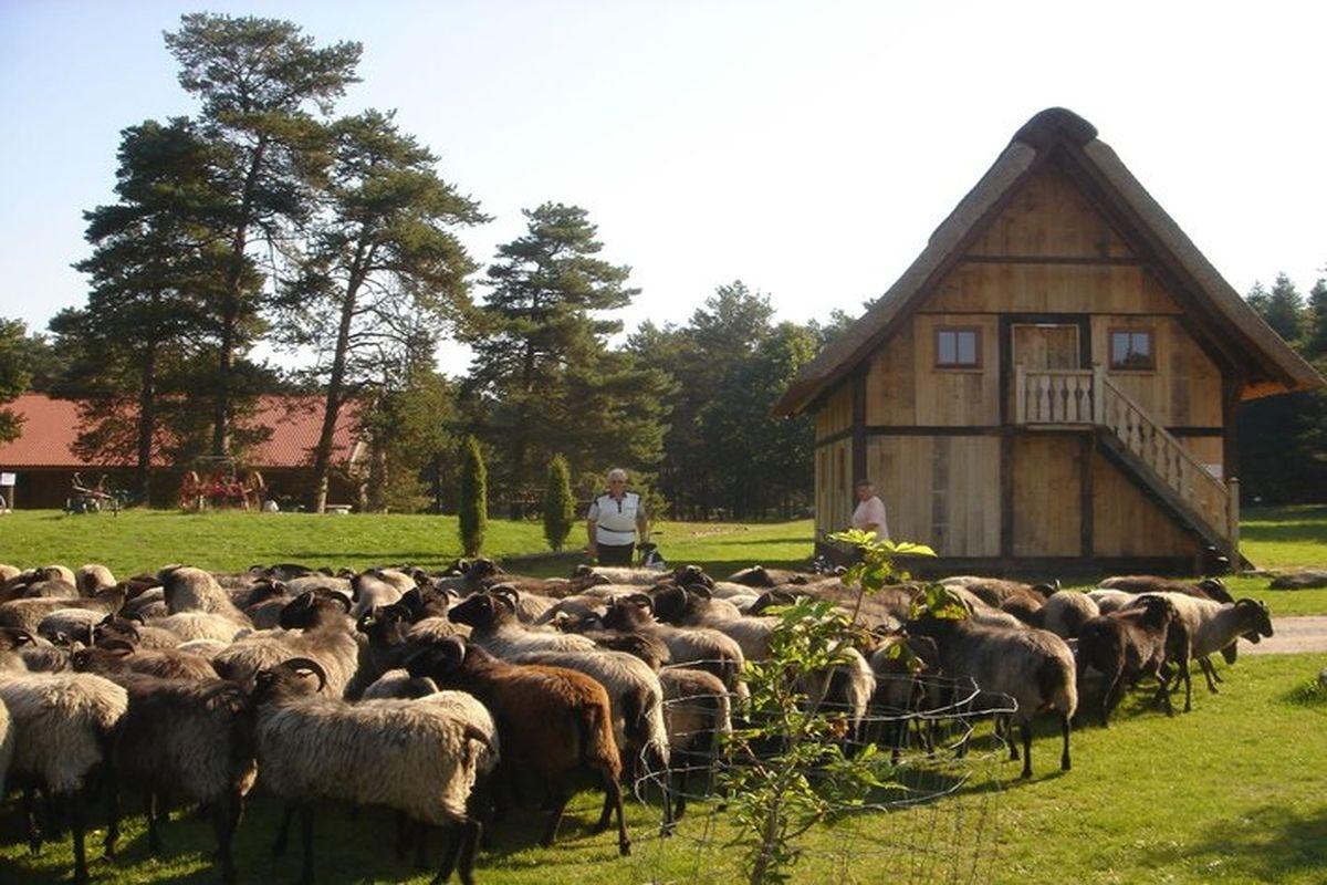 Neuenkirchen Sheep Farm