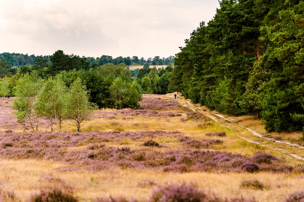 Birken in der Behringer Heide