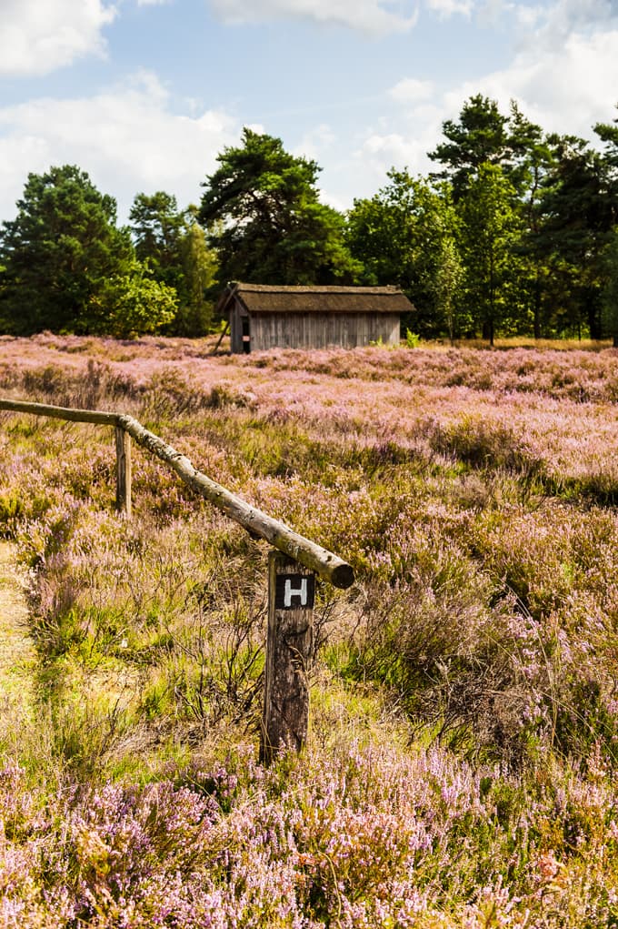 Heidschnuckenweg durch die Behringer Heide