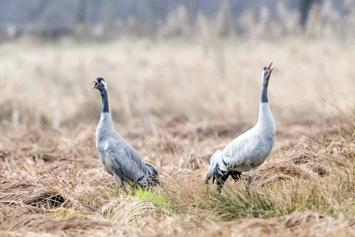 Kraniche im Schweimker Moor