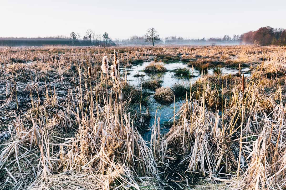 Schweimker Moor