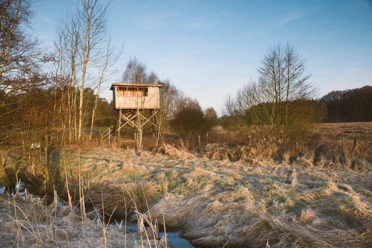 Schweimker Moor, Kraniche