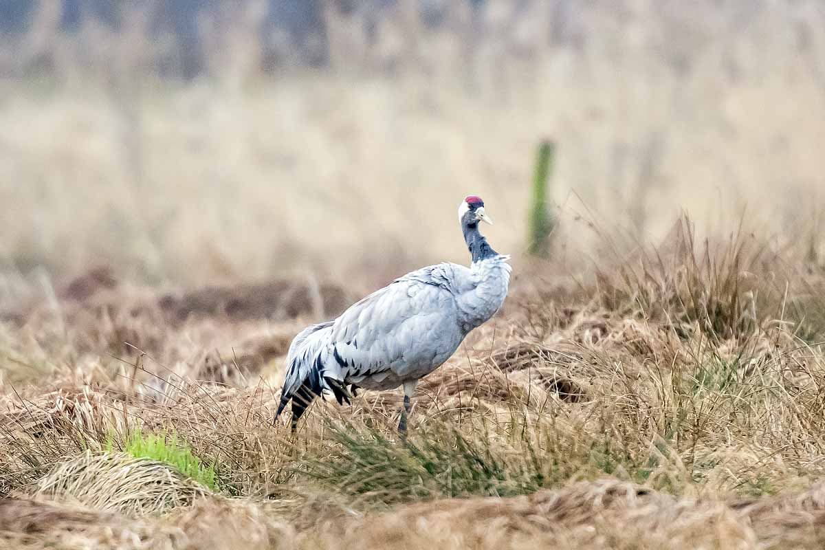 Kranich im Schweimker Moor