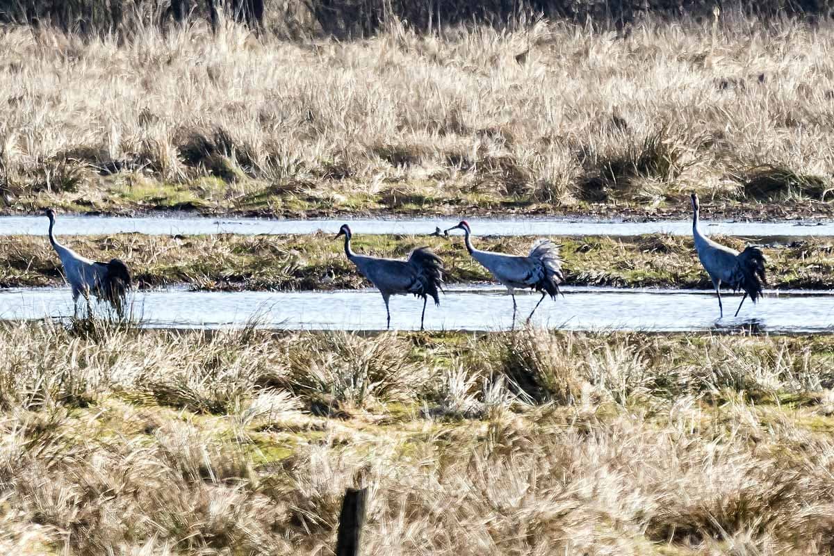 Kraniche im Schweimker Moor