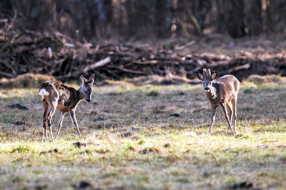 Rehe im Schweimker Moor