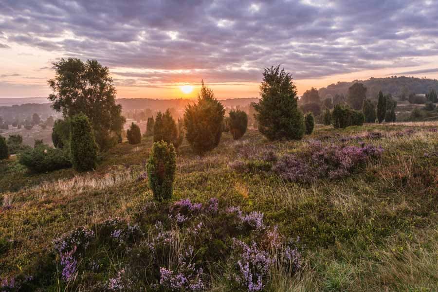 Der wilseder berg in der lüneburger heide