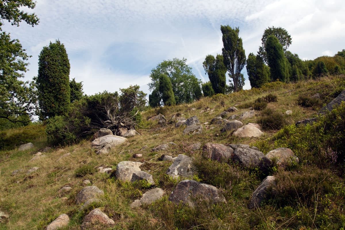 Der Wilseder Berg ist die höchste Erhebung der nordwestdeutschen Tiefebene