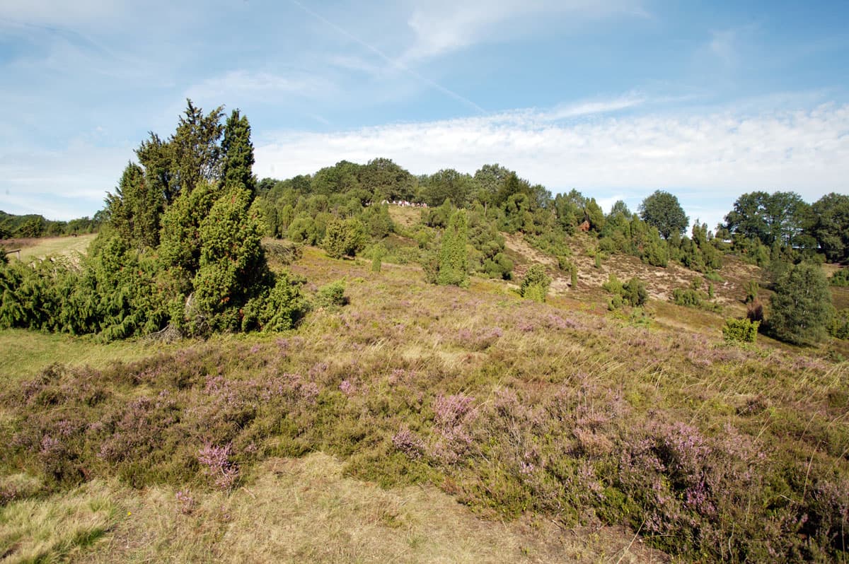 Wilseder Berg vor der Heideblüte