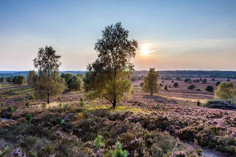 Natur bis zum Horizont auf dem Wilseder Berg