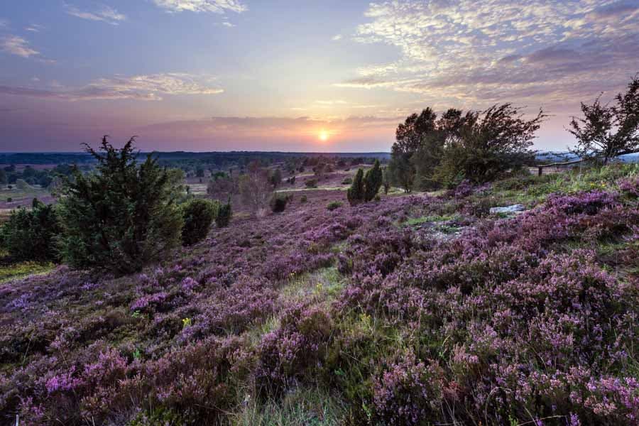 Sonnenuntergang und Heideblüte am Wilseder Berg
