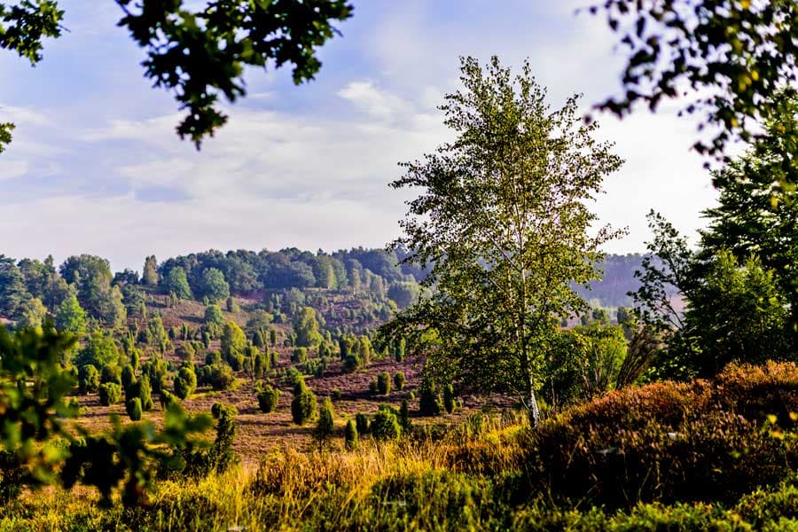 Birken und Wacholder am Totengrund