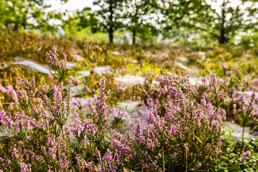 Blühende Heide am Totengrund