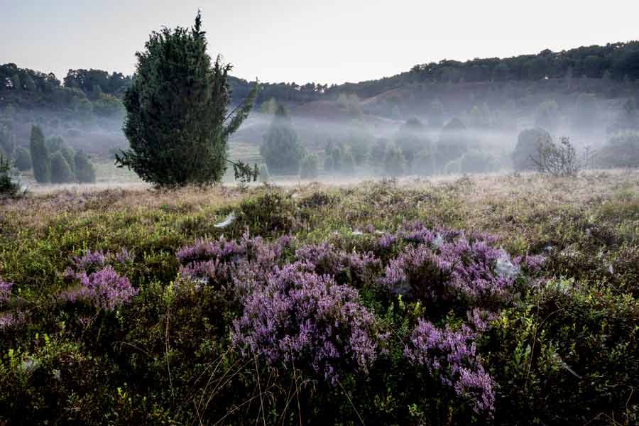 Mystische Landschaft am Totengrund