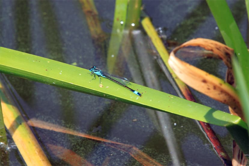 Blaue Libelle am Heidesee