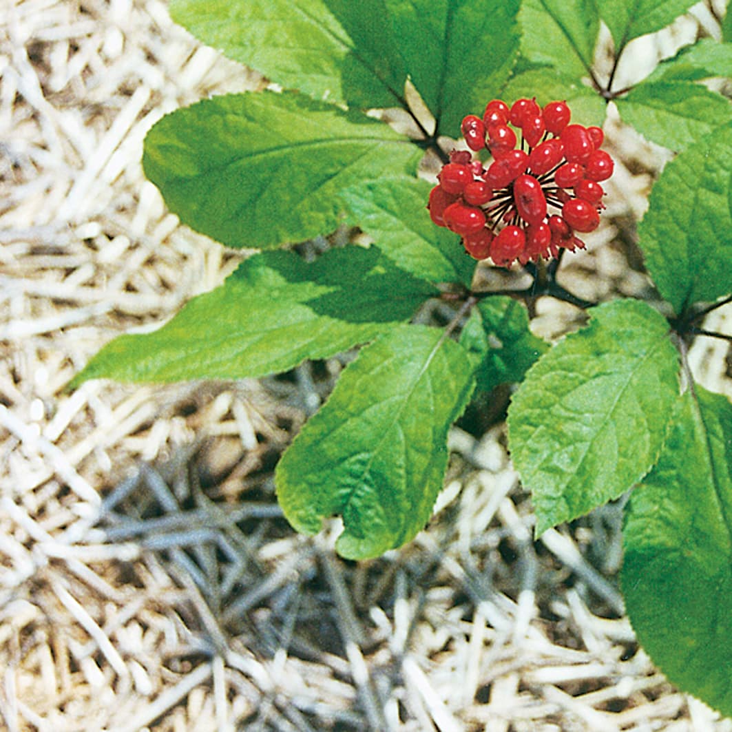 Ginseng Pflanze mit roten Früchten