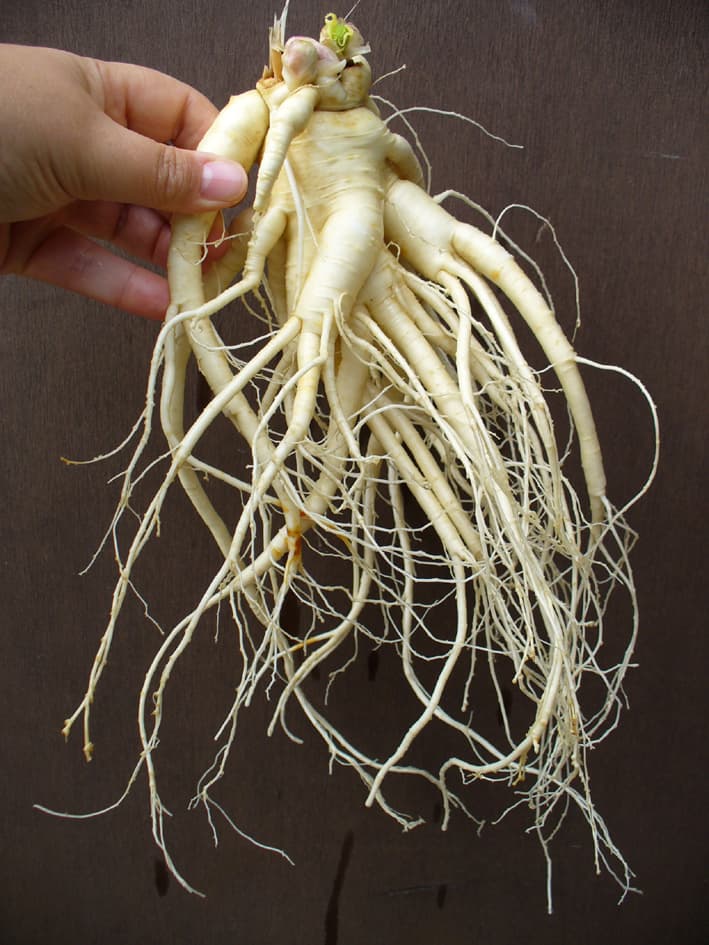 Ginseng Wurzel