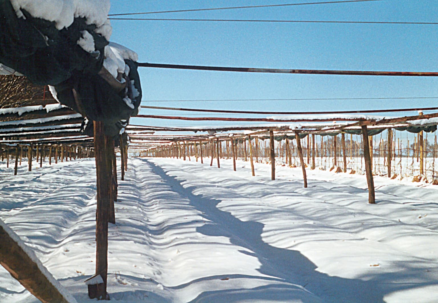 Ginseng Feld im Winter