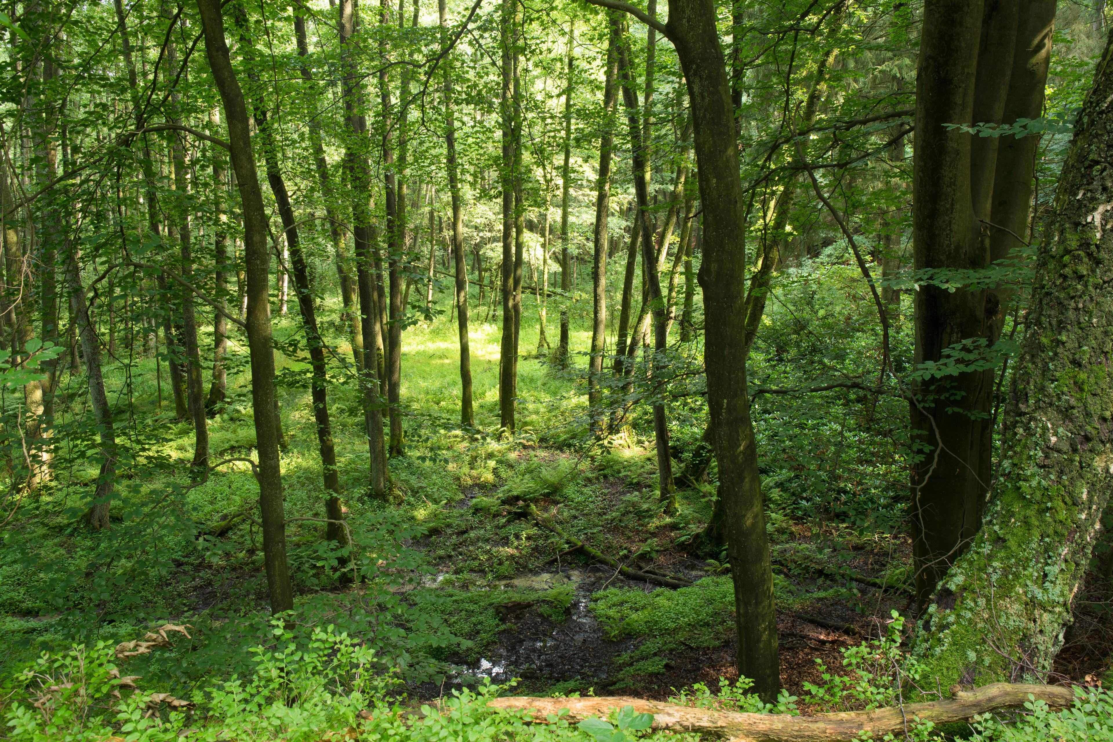 Bispingen: The woodland of the “Robber's Lair” in Hützel District
