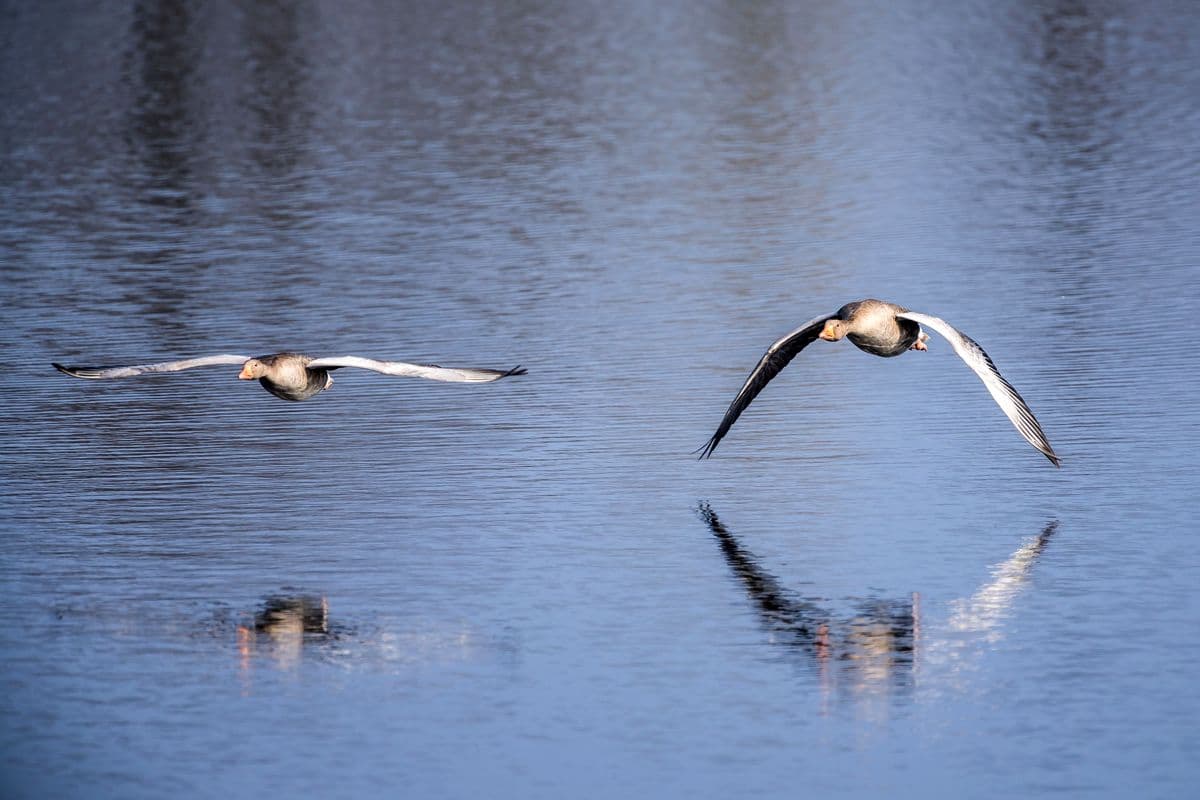 Vogelwelt Meißendorfer Teiche