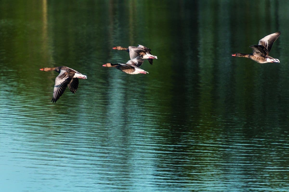 Vogelwelt Meißendorfer Teiche