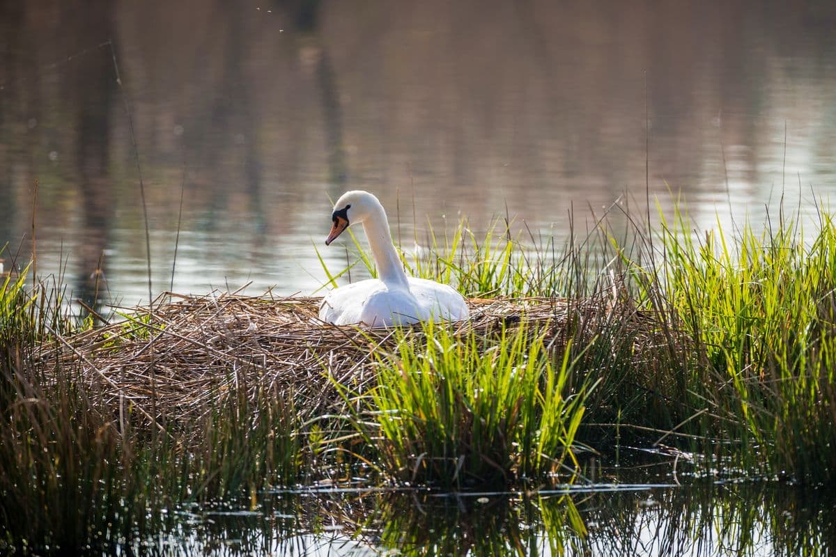 Vogelwelt Meißendorfer Teiche