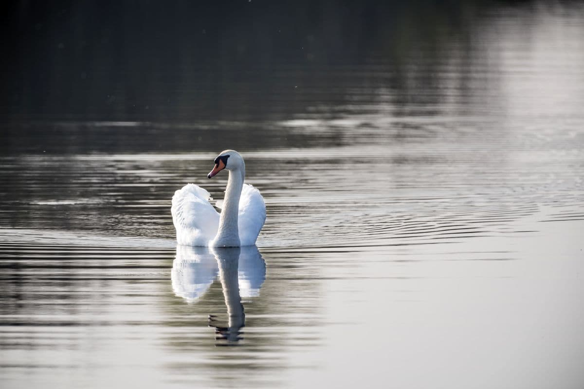 Vogelwelt Meißendorfer Teiche