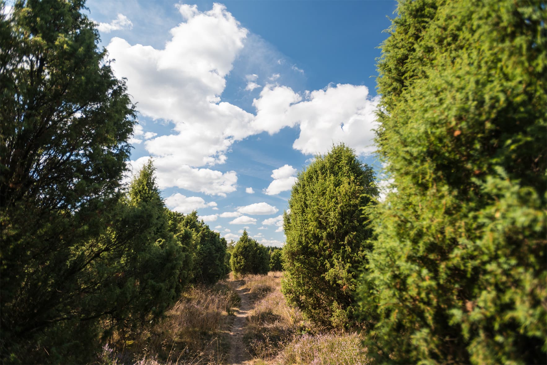 Weg durch den Wacholderwald