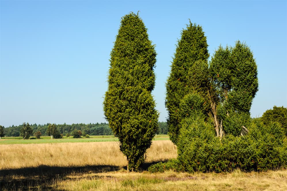 Wacholderwald Schmarbeck Wacholderbaum