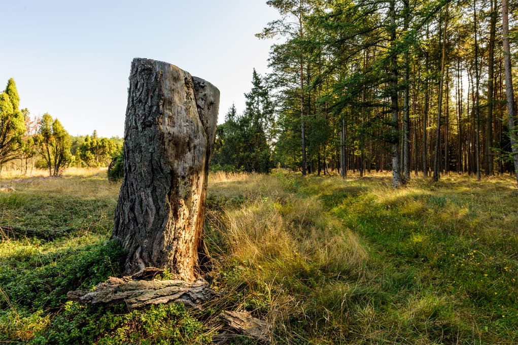 Baumstumpf am Wacholderwald