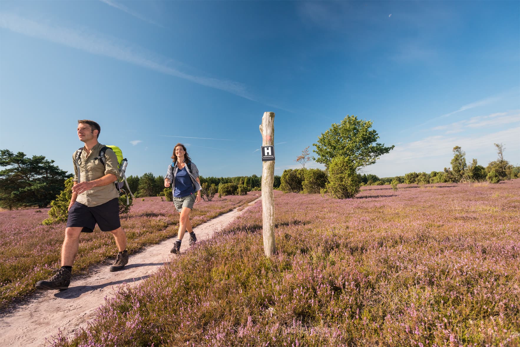 Heidschnuckenweg Wacholderwald 