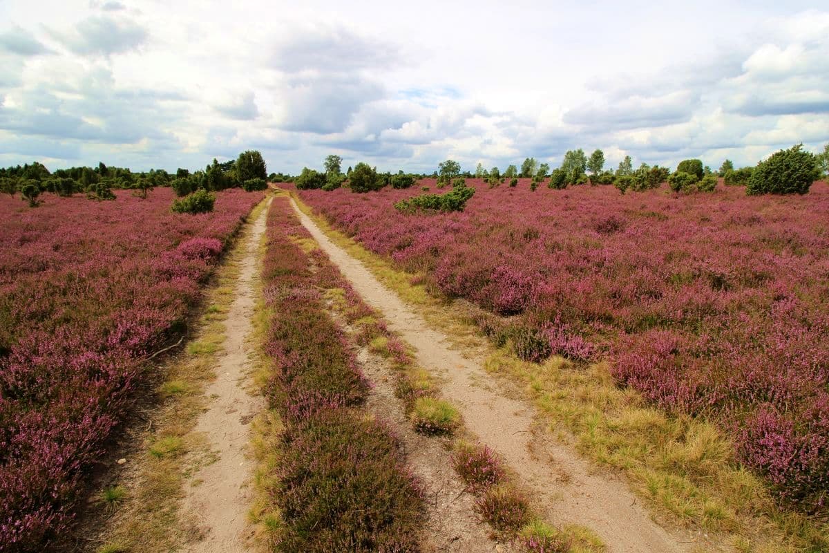 blühende Heide am Wacholderwald